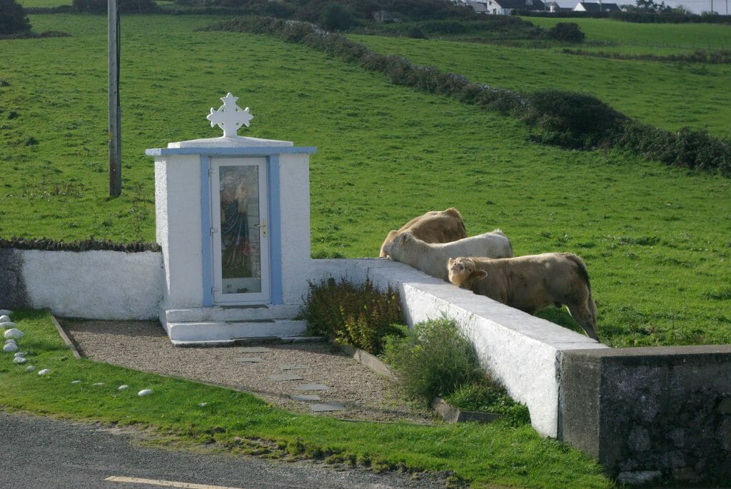 Surfen in Irland: Kühe reiben sich an der Mauer eines kleinen Schreins.