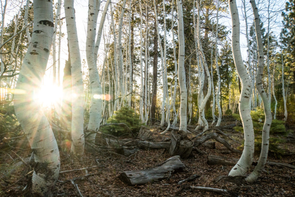 Die Weisheit der Natur: Ein Birkenwald mit Totholz am Boden.