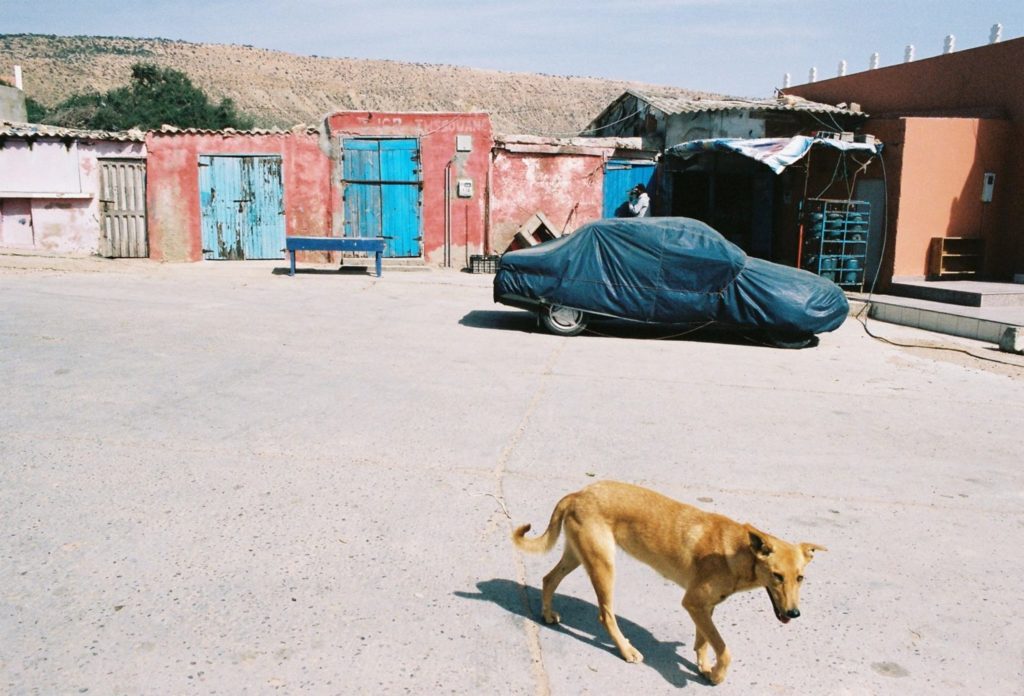 Surfen in Agadir: Ein Hund auf einem Dorfplatz