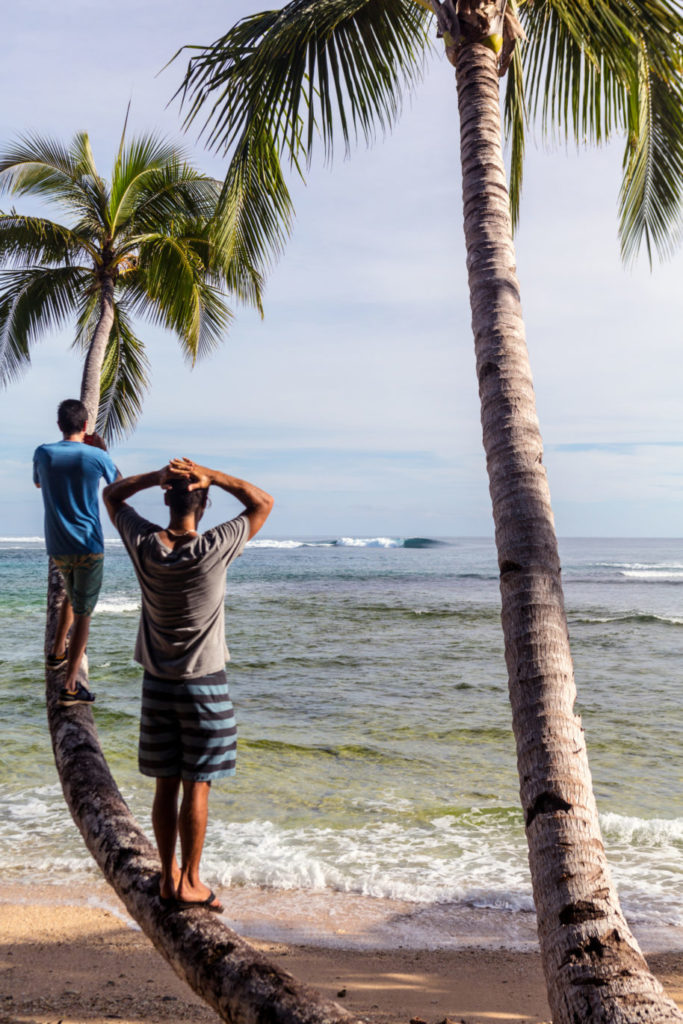 Zwei Männer stehen auf dem Stamm einer Palme und schauen auf das Meer.