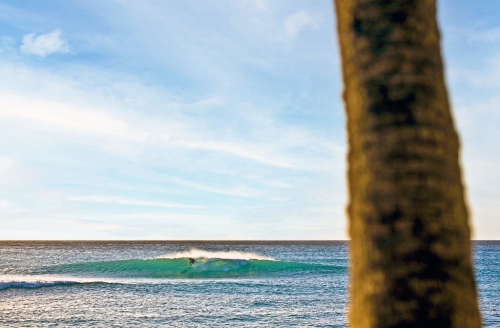 Die besten Surf-Inseln der Welt: Eine Welle mit Palme im Vordergrund in Barbados