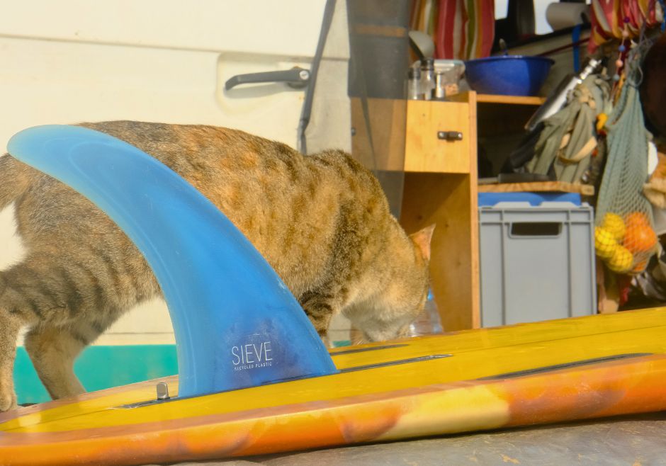 Eine Katze läuft an meinem Surfboard vorbei, im Hintergrund der Bus