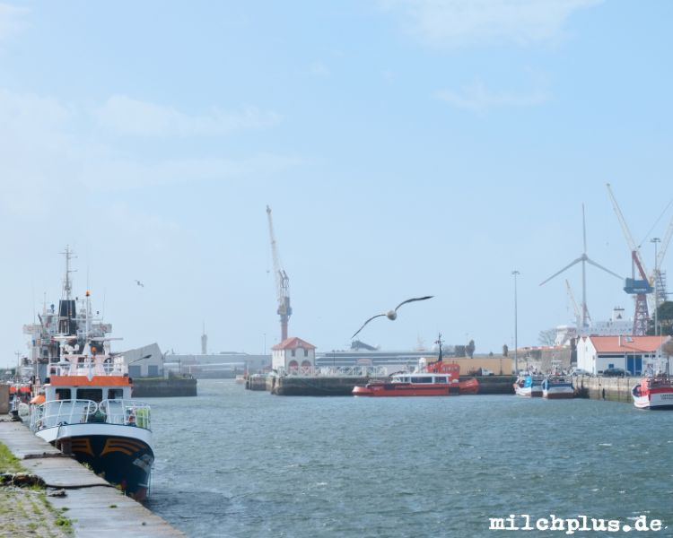 Roadtrip Portugal: Der Hafen von Viana do Castelo mit Fischerbooten und Möwen